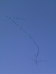 Grullas