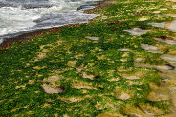 moss on the rock at beach