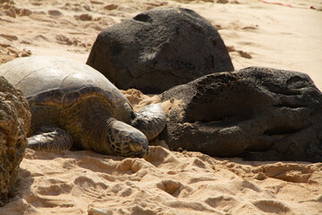 Giant green sea turtles at Turtle Beach on the North Shore of Hawaii
