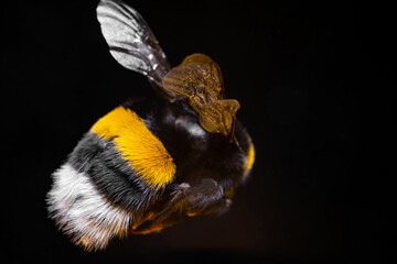 furry bumblebee in pollen on black background
