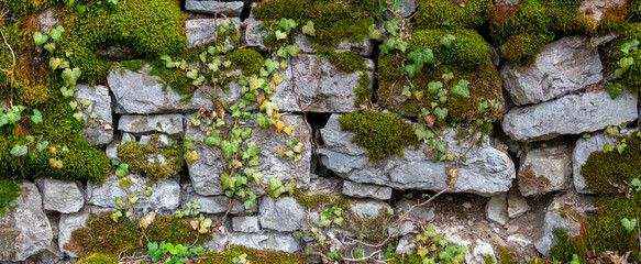 Wide panorama of a old natural stone wall covered with green and brown moss and ivy for natural...