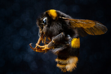furry bumblebee in pollen on black background