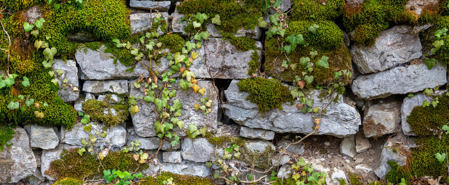 Wide panorama of a old natural stone wall covered with green and brown moss and ivy for natural background