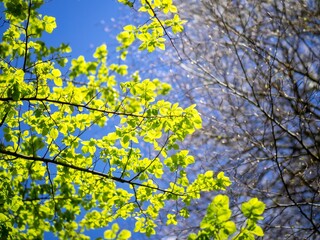 Fototapeta premium New Beech Leaves