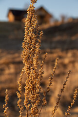 rural landscape in early spring dry wild plant close up on the background of the village