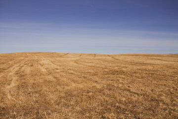 Fototapeta premium natural background landscape early spring blue sky and yellow field