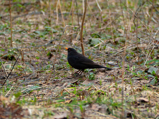 a bird a blackbird with an orange beak walks through the spring forest in search of food