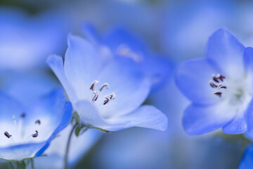 春の花　ネモフィラ