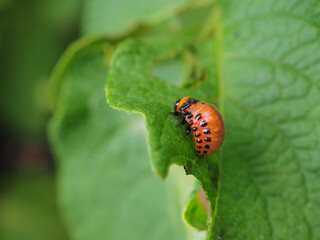 The larva of a Colorado potato beetle crawls on a pitted potato leaf. Close-up. A bright illustration on the theme of protecting agricultural plants from bugs and pests. High detail. Macro