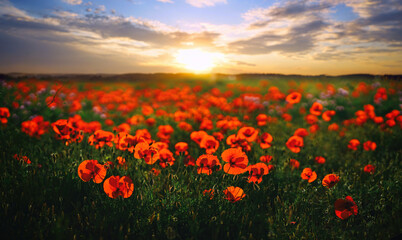 Fototapeta na wymiar Beautiful natural landscape with field of blooming poppies in evening at sunset.