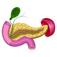 Pancreas with spleen. Placement of the organs of the digestive system and human glands. Duodenum. Vector illustration. - obrazy, fototapety, plakaty