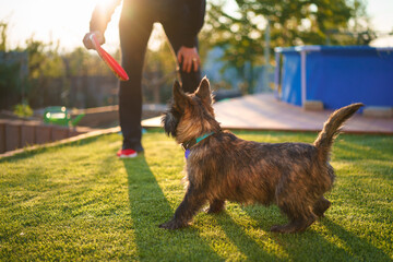 Playing with a terrier at home in the garden by the pool at sunset - obrazy, fototapety, plakaty