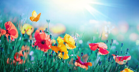 Bright colorful yellow and red flowers of poppies and a fluttering butterfly against blue sky and...