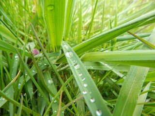 Obraz premium dew on grass