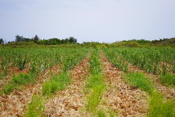 Fototapeta na wymiar 宮古島の畑の風景