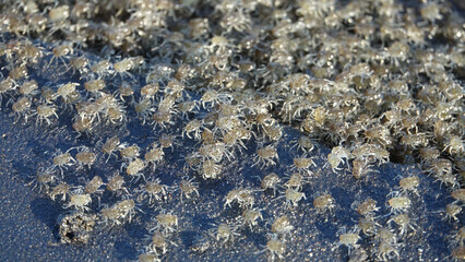 DOF Mass migration of millions of baby crabs that just shed out of their larvae.