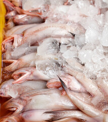 Fresh fish Bombay duck or Bombil on ice. Fresh fish in the market close up. Buy marine food