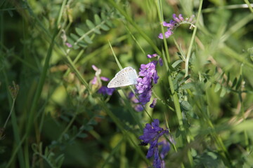 butterfly on a mouse peas