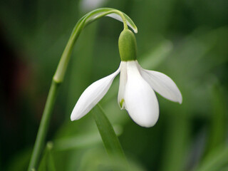 Fototapeta premium Schneeglöckchen