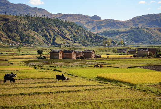 Typical scenery during sunny day near Ambositra, small hills and houses in distance, zebu cattle on wet rice fields foreground