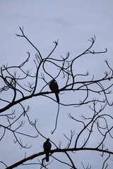 birds on a branch