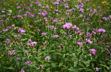 Pink wild black brown Knapweed flowers - Centaurea Species - growing on forest meadow