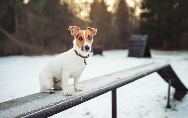 Small Jack Russell terrier dog standing on snow covered wooden training bench, blurred winter field background