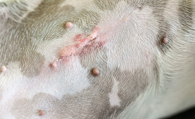 Detail on female Jack Russell terrier dog belly, scar after spay operation visible