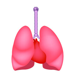 Lungs of a healthy person. Opening for the heart. Respiratory system. Vector illustration.