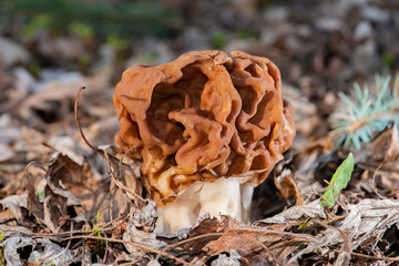 Gifts of the forest. Spring mushroom strochok breaks through the dry foliage.