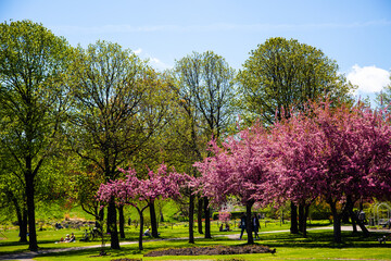 blooming trees and flowers in Westpark, Munich