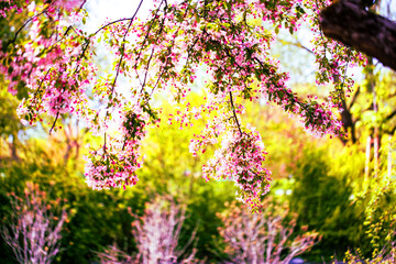 blooming trees and flowers in Westpark, Munich
