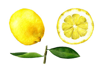 Ilustración en acuarela de un limón entero, una rodaja de limón y las hojas del limonero. Dibujo botánico