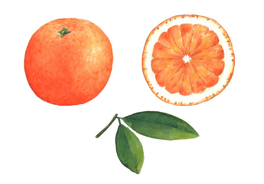  Ilustración en acuarela de una naranja entera, una rodaja de naranja y las hojas del naranjo. Dibujo botánico