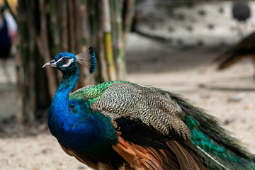 Obraz premium A Beautiful Male Indian peacock with wings, Portrait