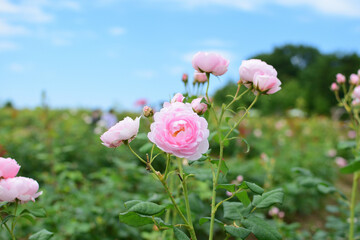世羅高原農場 イングリッシュルーズガーデン