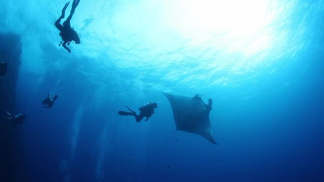 Gigantic Black Oceanic Birostris Manta Ray floating on a background of blue water in search of plankton. Underwater scuba diving. Shots it Mexico Socorro.