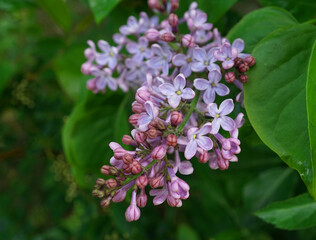 soft pink purple lilacs against a green background