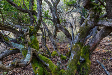 Strawberry tree trunks with moss and lichens. Arbutus unedo.