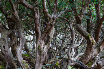 Obraz premium Arbutus unedo. Scaly and reddish trunks of strawberry tree.