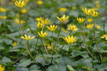 Wildflowers in springtime in Park Sorghvliet in The Hague