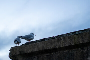 Seagulls sitting on cement wall at sunset
