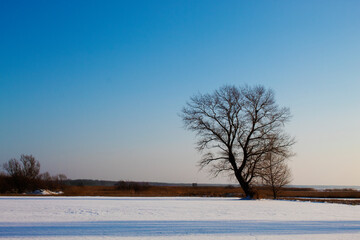 Fototapeta na wymiar winter landscape with trees covered snow