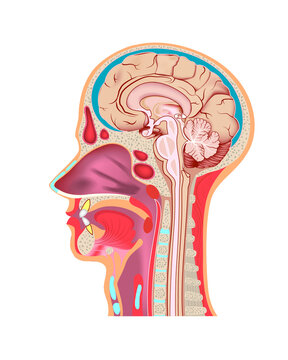 Sectional view of the human head. Sagittal cut. Longitudinal section of the brain and skull. Human anatomy. Medical poster. Vector illustration.