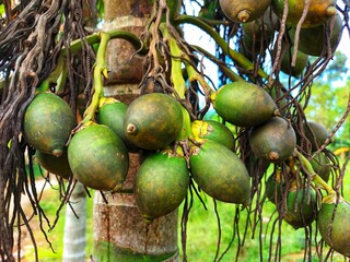 Close-up of green betel nuts in a garden.