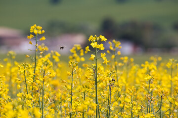 Fototapeta premium flores