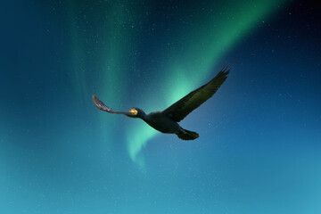 Detailed cormorant in flight with wings spread. Against green and blue aurora. Aurora borealis. Natural phenomena, spectacular light