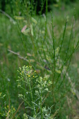 FU 2020-06-13 Eifel 252 kleine Pflanze mit zarten Blüten