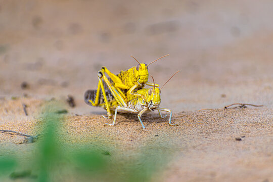 Migratory Locust Swarm In India.locust Are Related To Grasshopper.