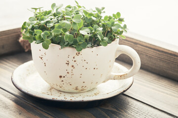 Fresh organic microgreens in a white ceramic cup. Healthy and vegan food